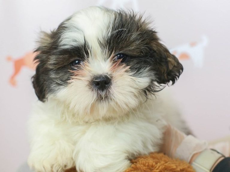 Shih Tzu