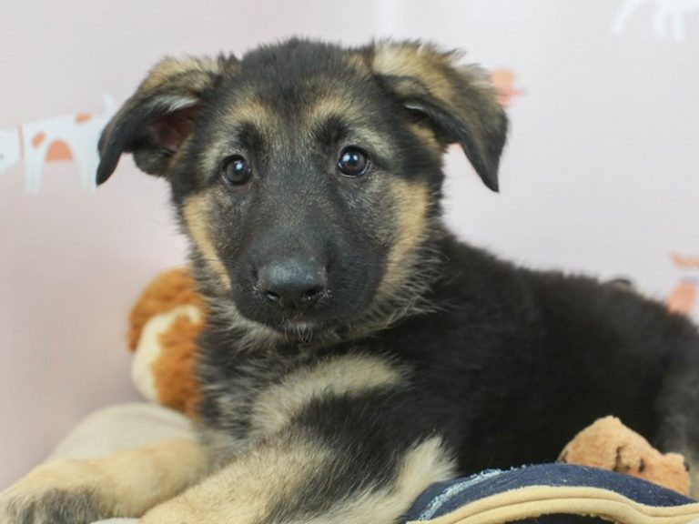 German Shepherd