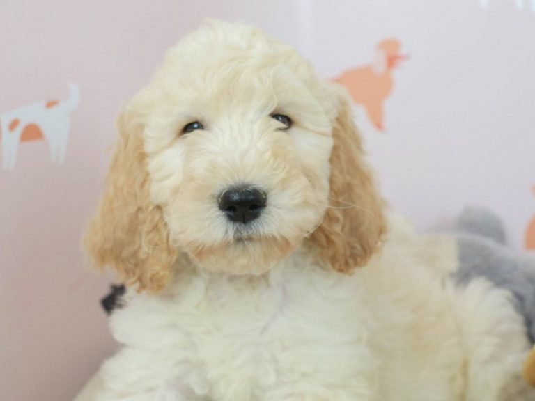 Goldendoodle