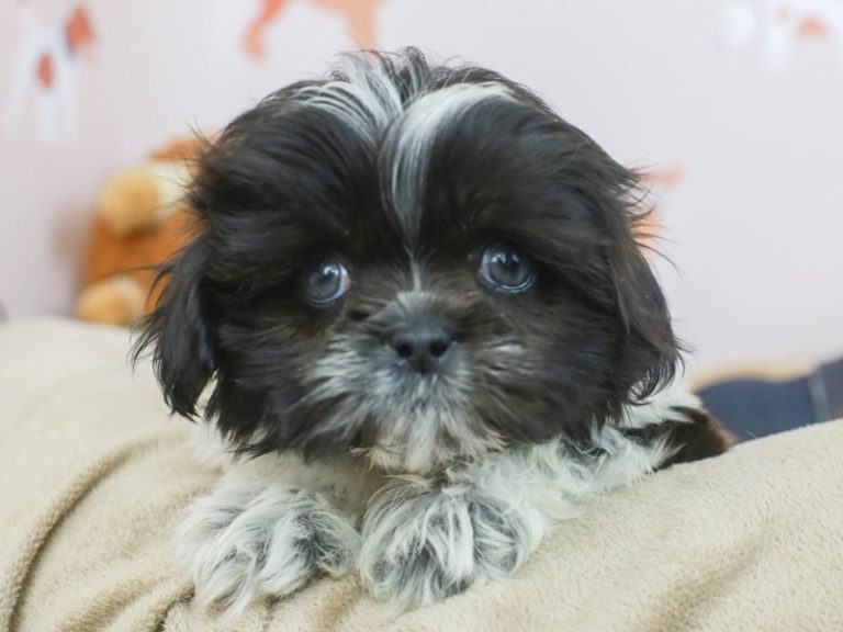 Shih Tzu