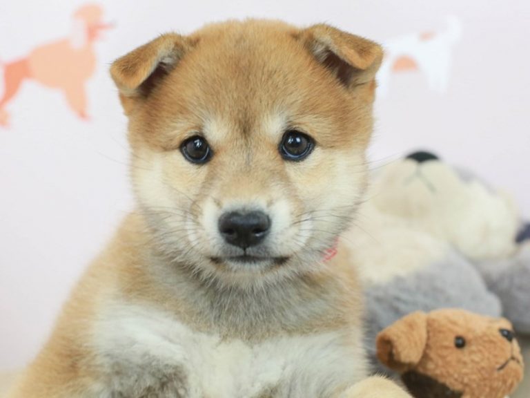 Shiba Inu