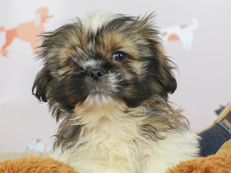 Peka Shih-Male--2682006-Animal Kingdom | Puppies N Love