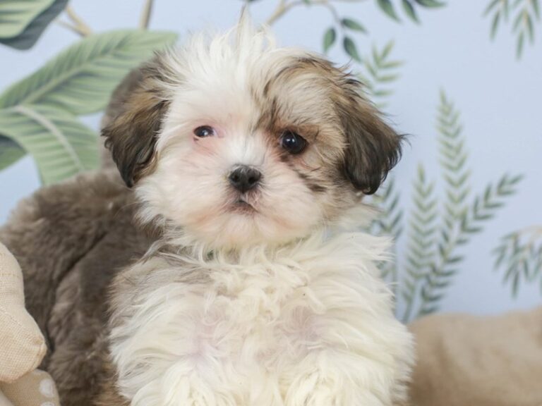 Shih Poo