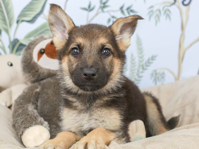 German Shepherd
