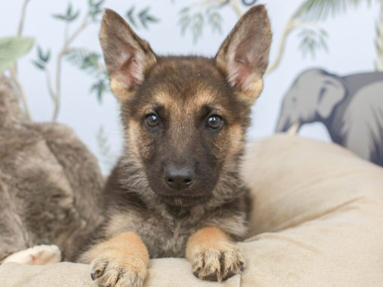 German Shepherd