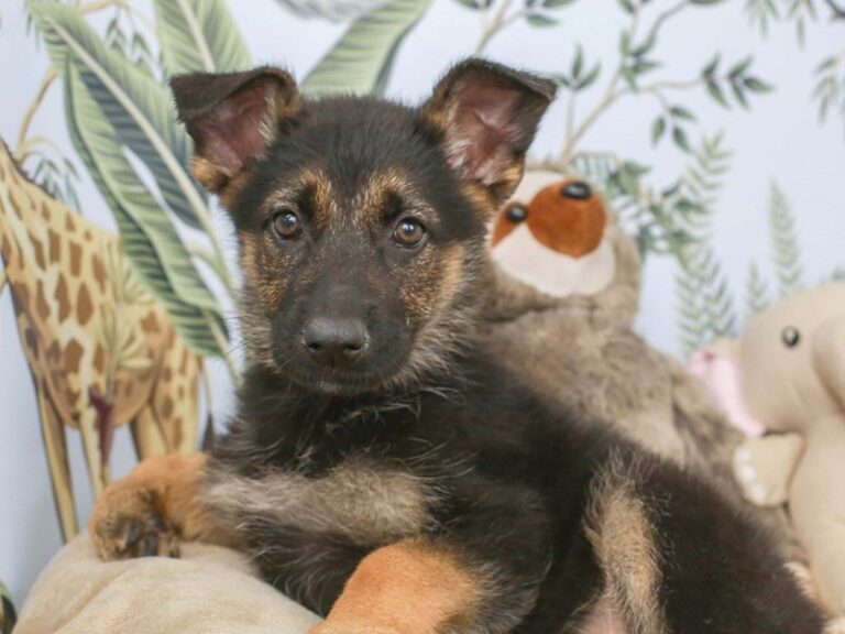 German Shepherd