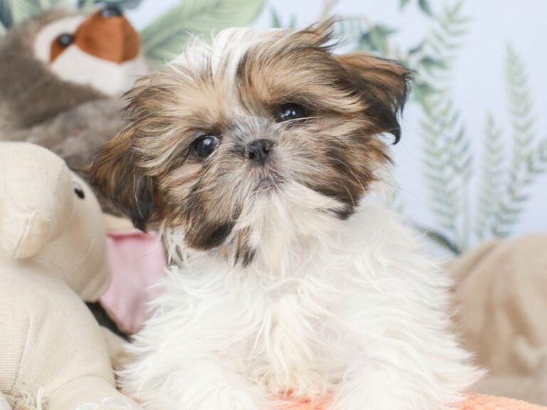 Shih Tzu