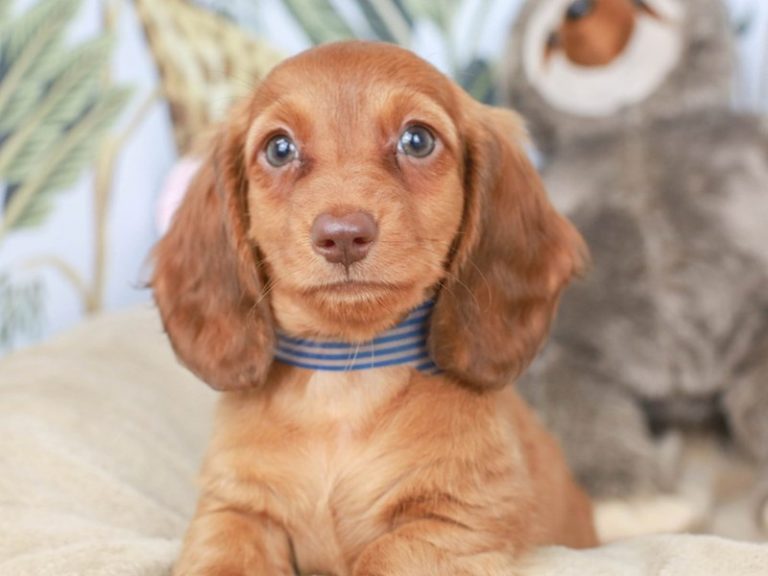 Dachshund