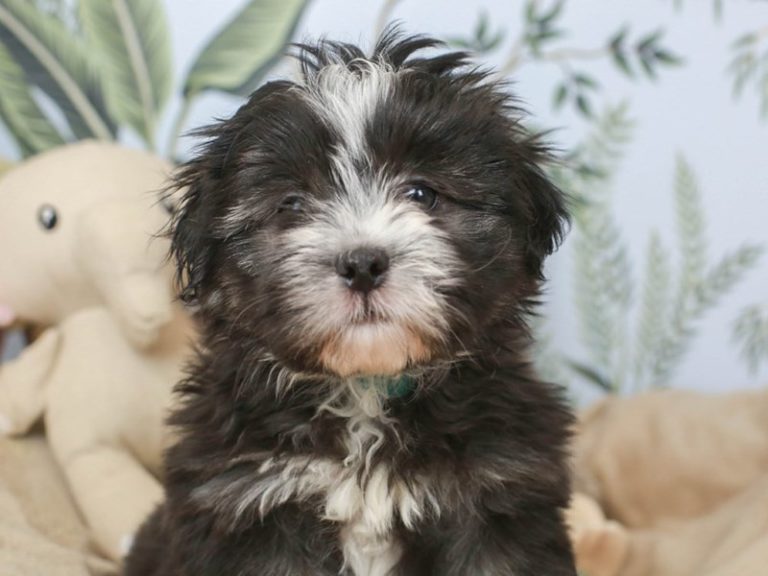Shih Poo