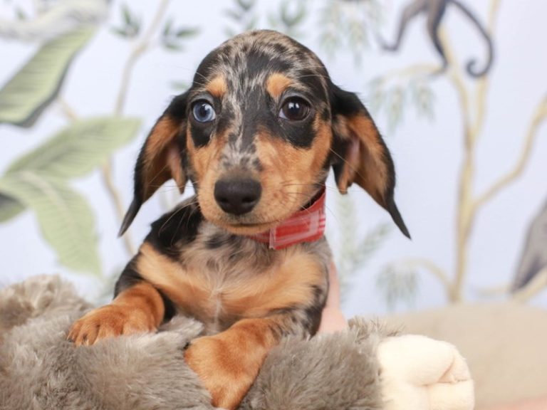 Dachshund