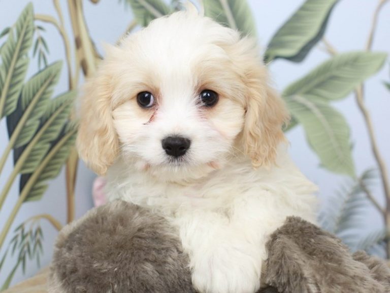 Cavachon