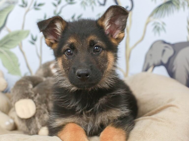 German Shepherd