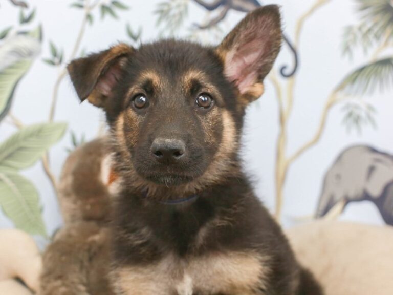 German Shepherd