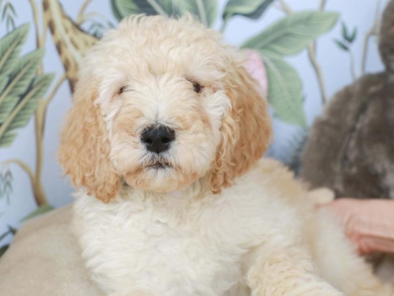 Goldendoodle