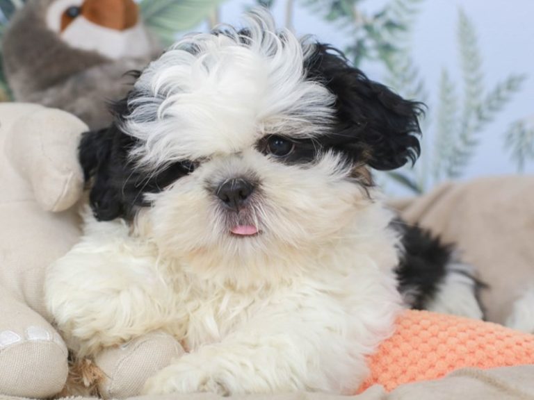 Shih Tzu