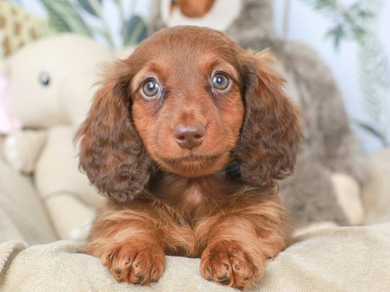 Dachshund