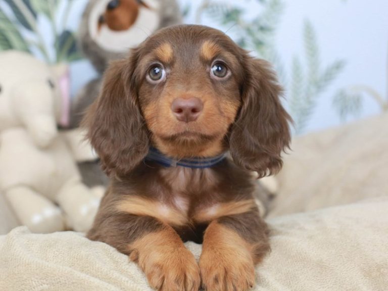 Dachshund