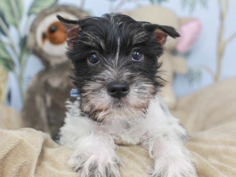 Miniature Schnauzer