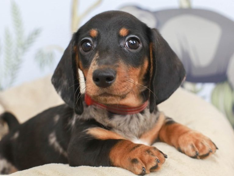 Dachshund