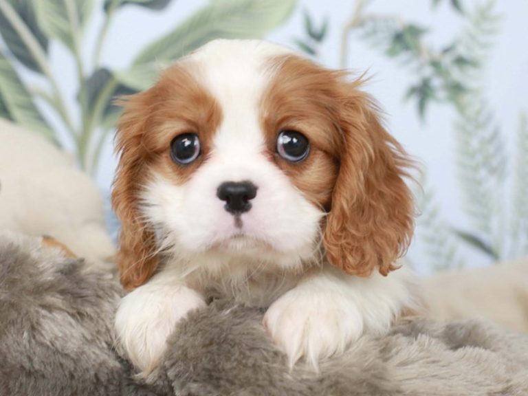 Cavalier King Charles Spaniel