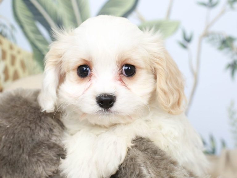 Cavachon