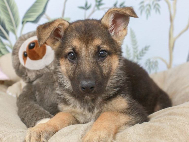 German Shepherd