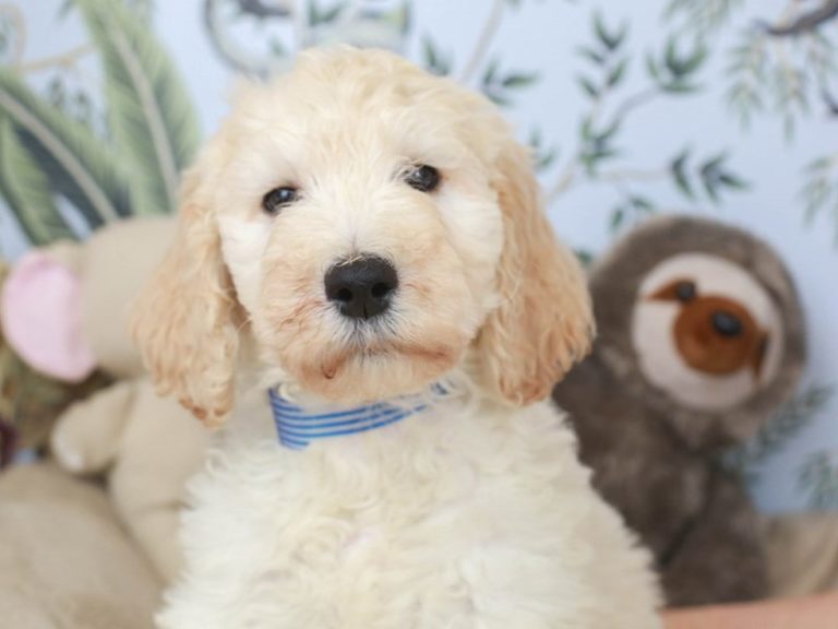 Goldendoodle