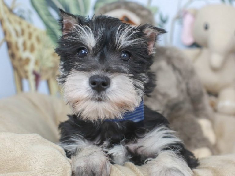 Miniature Schnauzer