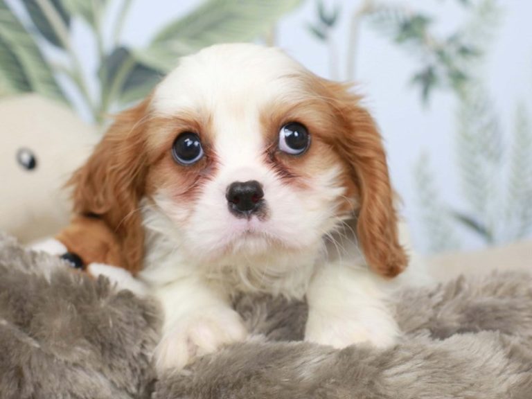 Cavalier King Charles Spaniel