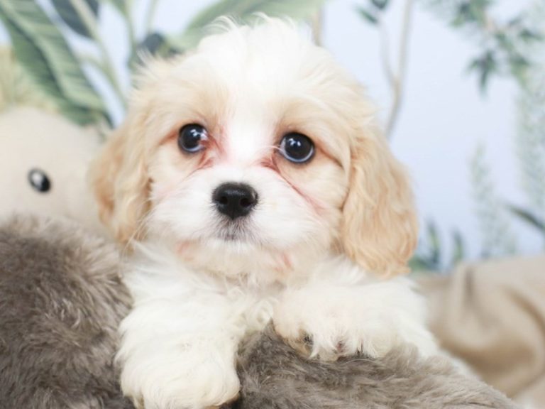 Cavachon