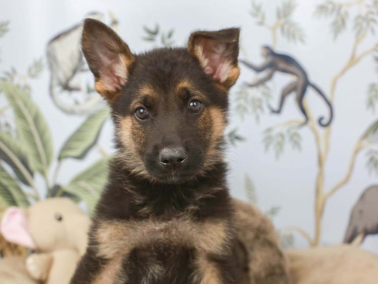 German Shepherd