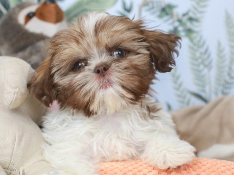 Shih Tzu