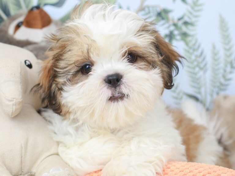Shih Tzu