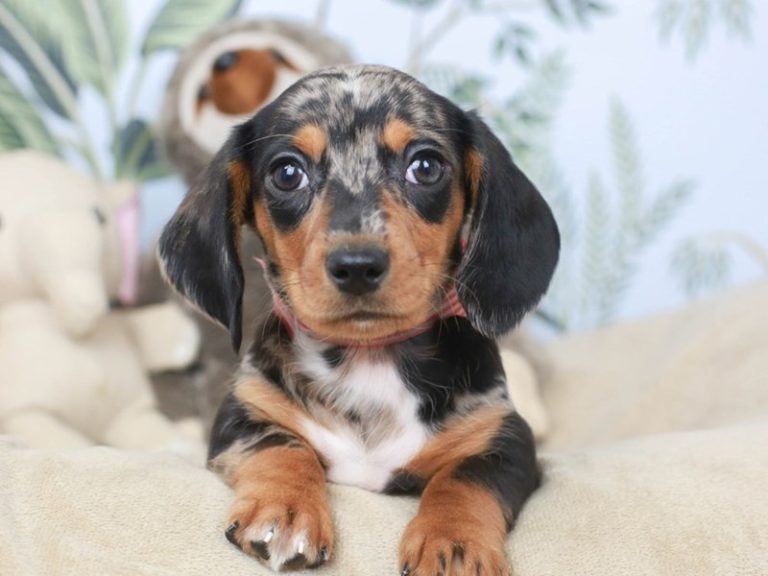 Dachshund