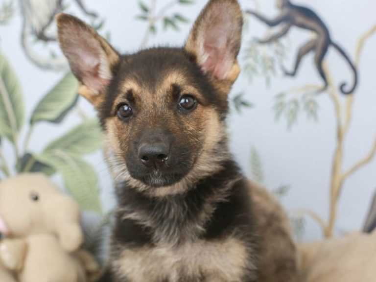German Shepherd