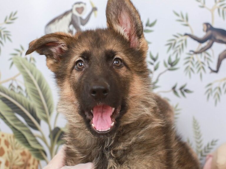German Shepherd