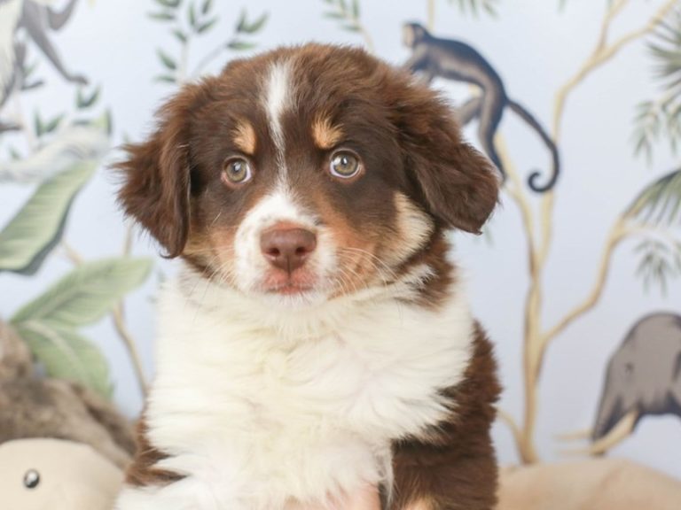 Mini American Shepherd