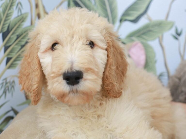 Goldendoodle