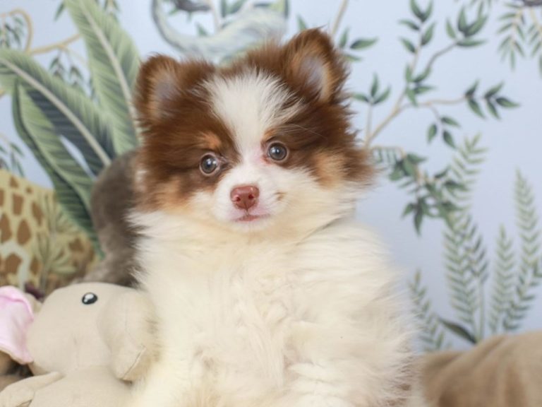 Pomeranian