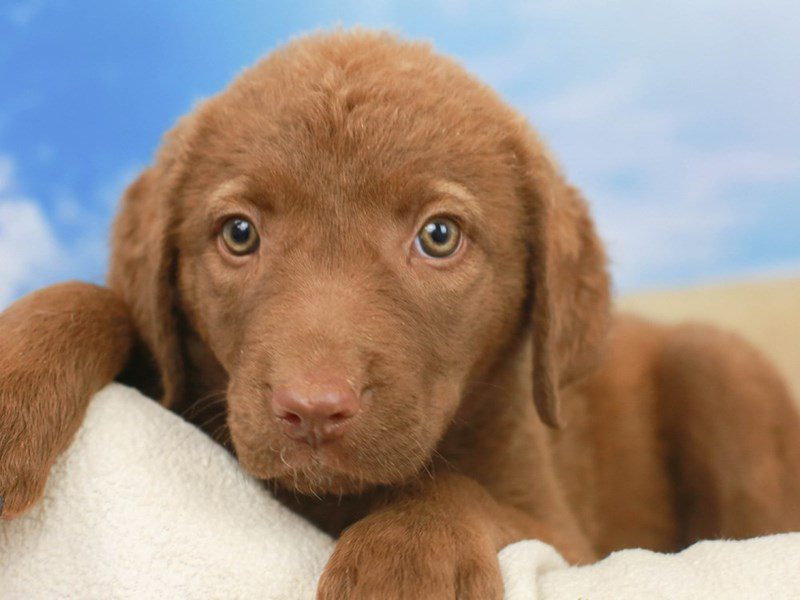 Chesapeake Bay Retriever-Female--2695183-Animal Kingdom | Puppies N Love