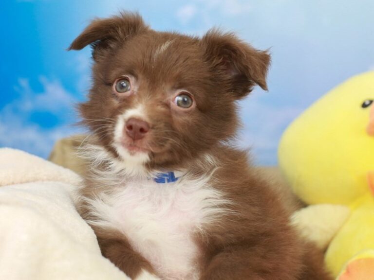 Mini Australian Shepherd