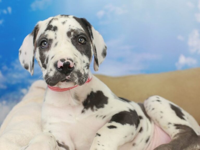 Great Dane