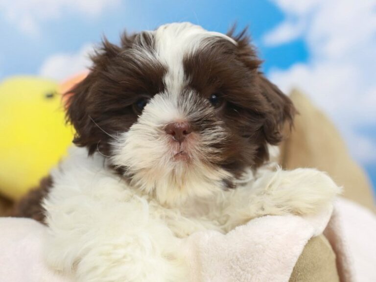 Shih Tzu