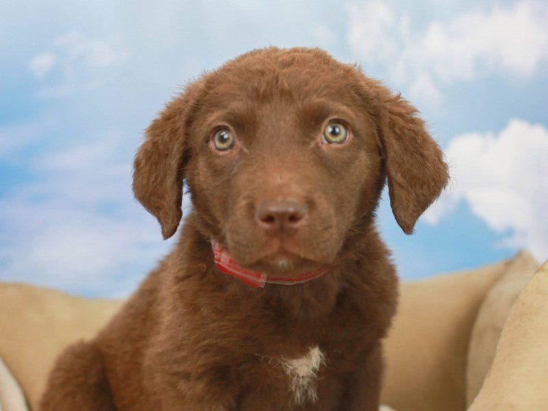 Chesapeake Bay Retriever-Male--2695180-Animal Kingdom | Puppies N Love