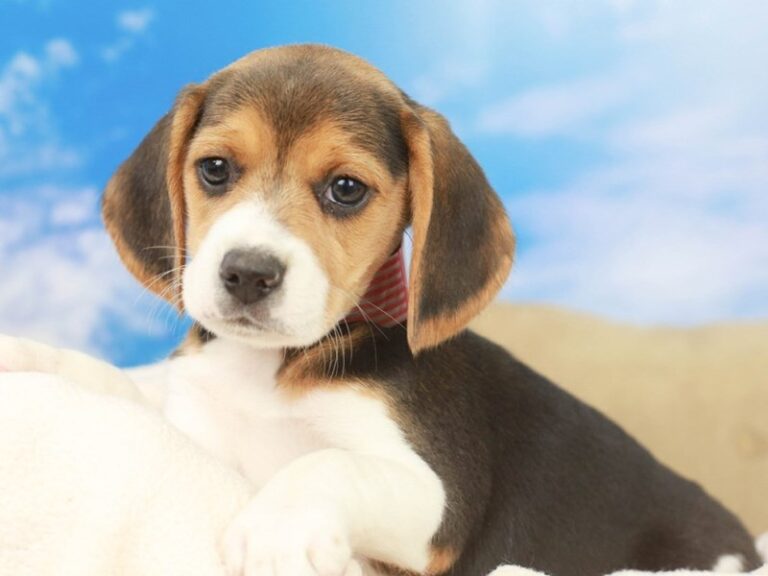 Beagle