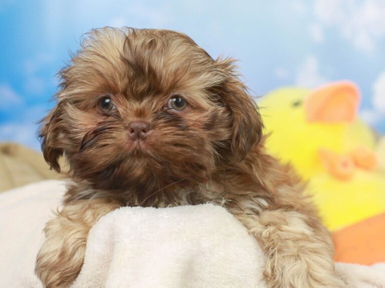 Shih Tzu