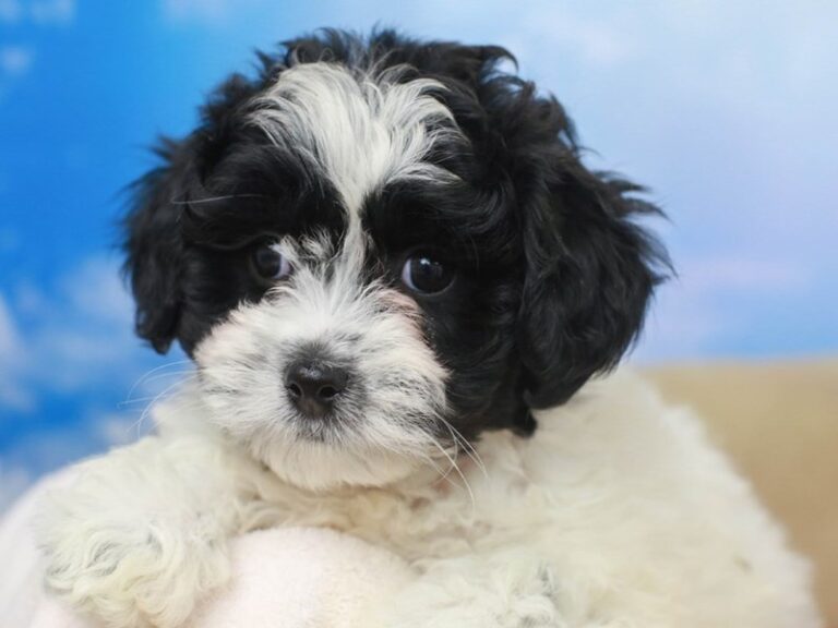 Lhasa Poo