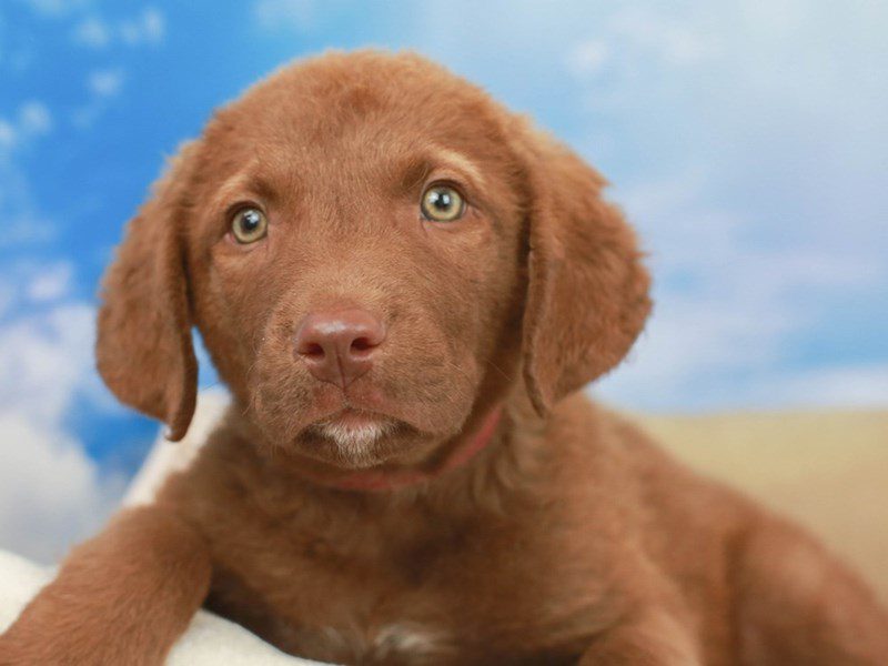 Chesapeake Bay Retriever-Male--2695181-Animal Kingdom | Puppies N Love