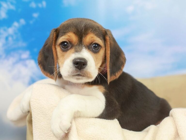 Beagle