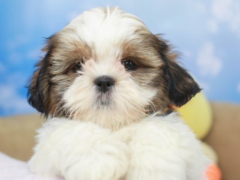 Shih Tzu
